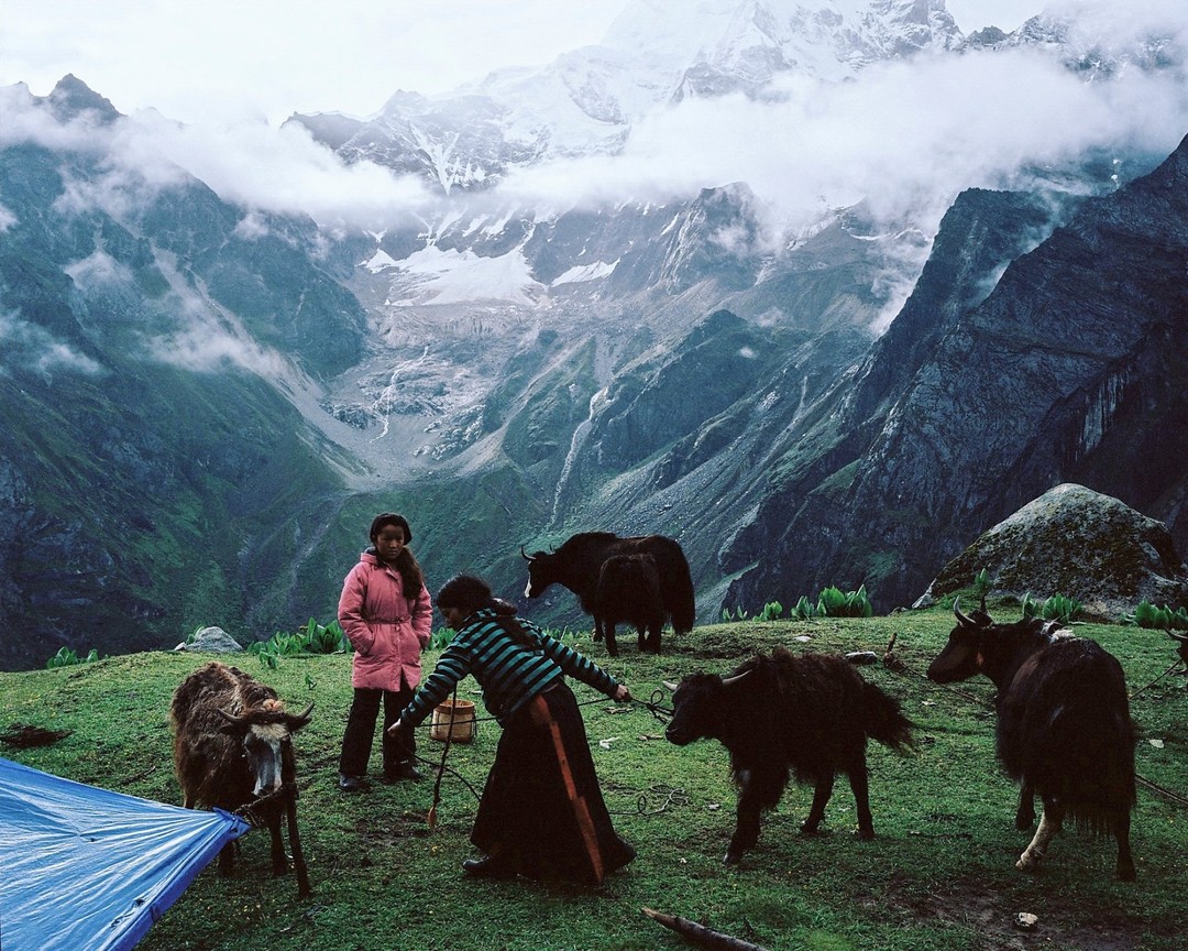Little Cattle in Bhutan